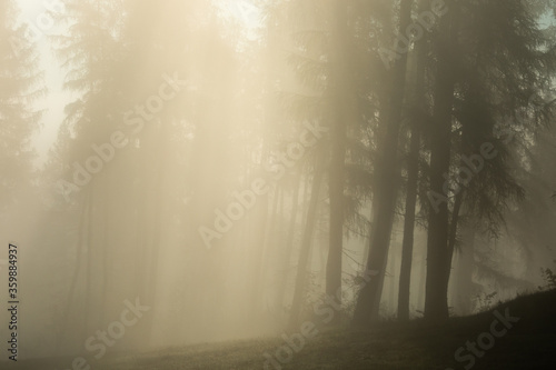 Foggy forrest in Mountains with a great atmosphere