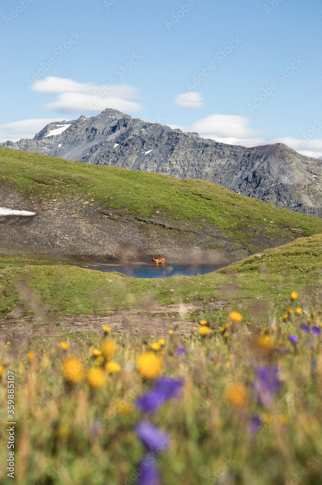 Fototapeta premium Alpes, Paysage
