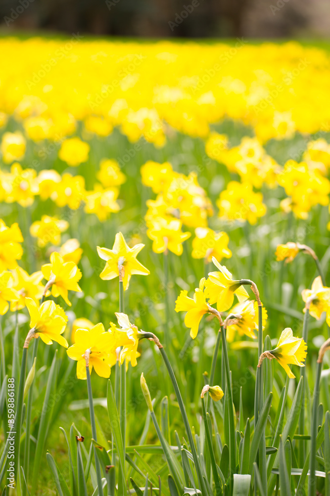 Fototapeta premium Daffodils