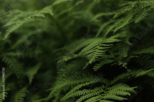 Beautiful background made with young green fern leaves.Perfect natural fern pattern.