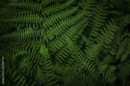Beautiful background made with young green fern leaves.Perfect natural fern pattern.