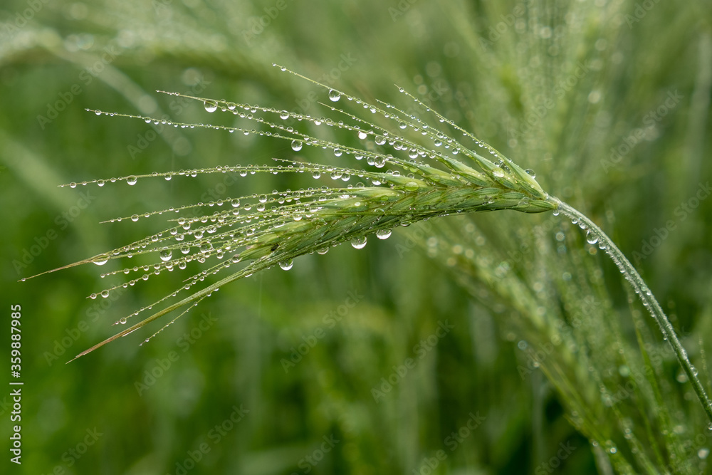 zielony kłos pszenicy w deszczu - obrazy, fototapety, plakaty 