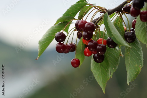 delicious dark red cherries on a tree