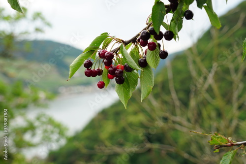 cherrys in the tree