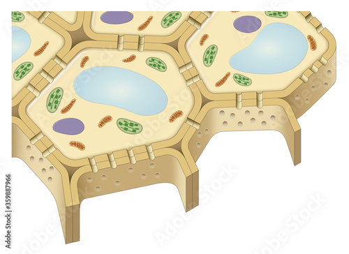 Foto Plasmodesmata between plant cells