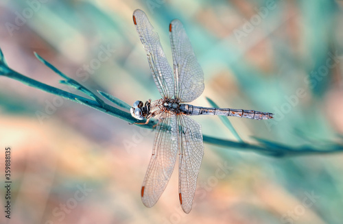 Macro shots, Beautiful nature scene dragonfly.   