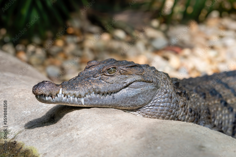 Fototapeta premium Freshwater crocodile ( Crocodylus mindorensis ) living in Philippine.