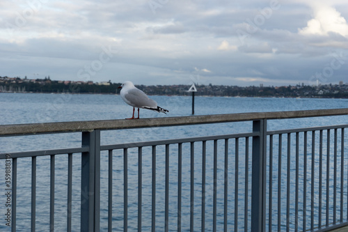 Seagull on a pier
