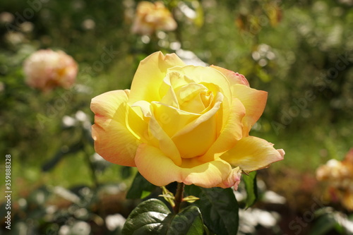 Beautiful Rose Flower Blossom 
