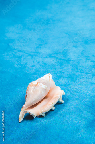 Seashell from the ocean on a blue background
