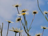 White flowers of oxeye daisy blooming against the blue sky.Leucanthemum vulgare, commonly known as the ox-eye daisy, oxeye daisy, dog daisy.
