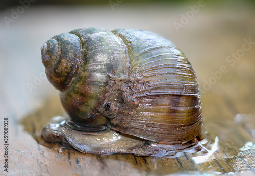 Portrait einer Sumpfdeckelschnecke, Viviparidae, auf einem Steg über einem Teich  photo