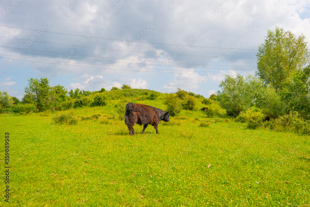 Cows in a green grassy meadow along the edge of a lake below a blue sky in sunlight in summer Cows in a green grassy meadow along the edge of a lake below a blue sky in sunlight in summer