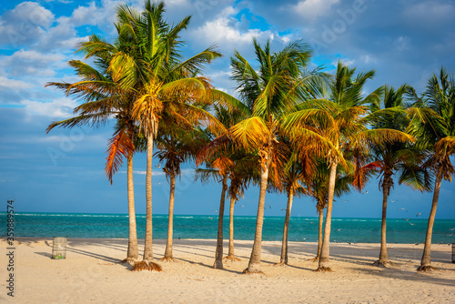 Palm trees by the sea in Crandon Park