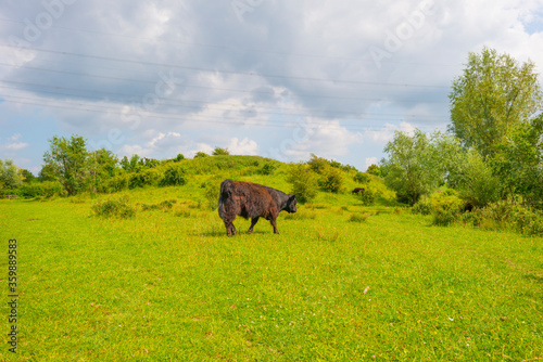 Cows in a green grassy meadow along the edge of a lake below a blue sky in sunlight in summer © Naj