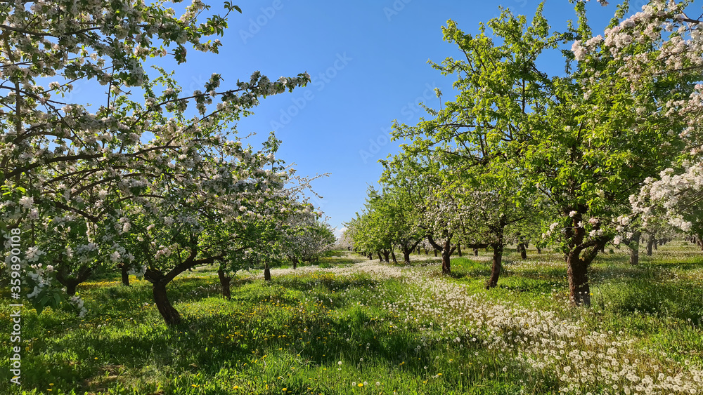 Blooming Apple Orchard in Spring