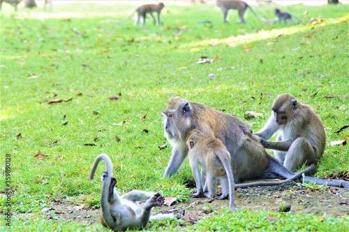 monkey is grooming on the ground © nature4444