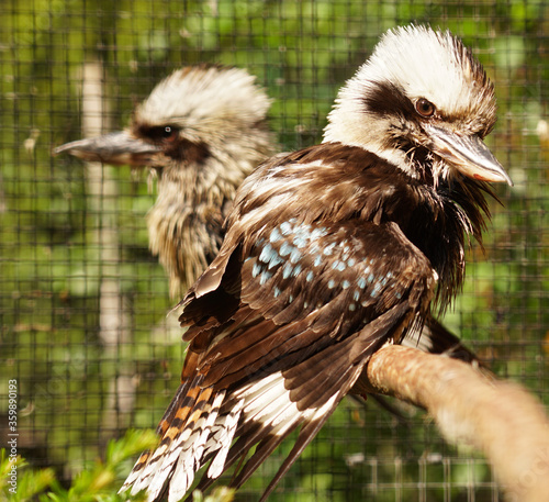 interesting birds are watching you