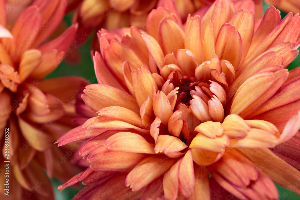 Beautiful fresh bright orange chrysanthemum flower closeup Beautiful fresh bright orange chrysanthemum flower closeup