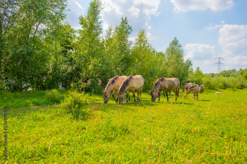 Horses in a green pasture in sunlight below a blue sky in summer Horses in a green pasture in sunlight below a blue sky in summer