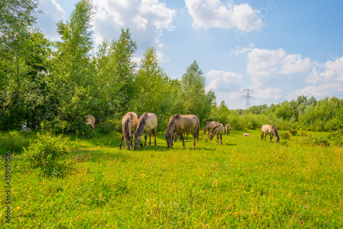 Horses in a green pasture in sunlight below a blue sky in summer © Naj
