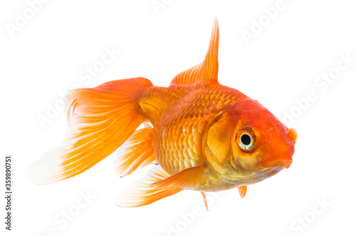 Single young goldfish (Carassius auratus) in freshwater aquarium isolated on white background