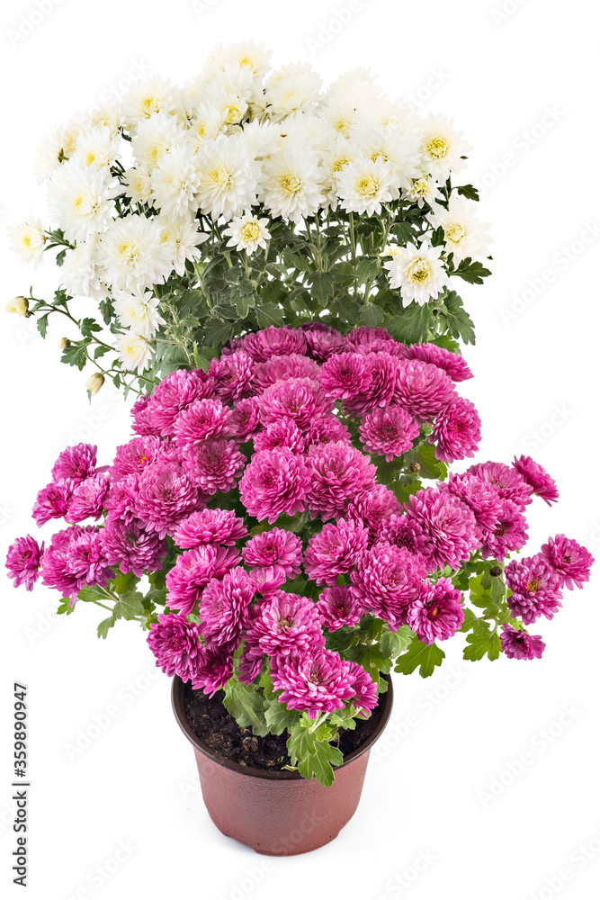 Beautiful composition of fresh bright white and pink chrysanthemum flowers in a flowerpots, isolated on white background