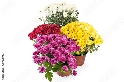 Beautiful composition of fresh bright white, red, yellow and pink chrysanthemum flowers in a flowerpots, isolated on white background