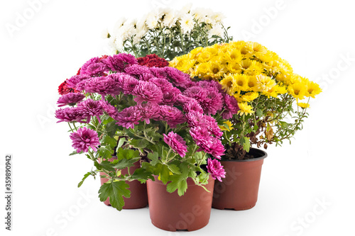 Fototapeta Naklejka Na Ścianę i Meble -  Beautiful composition of fresh bright red, yellow and pink chrysanthemum flowers in a flowerpots, isolated on white background