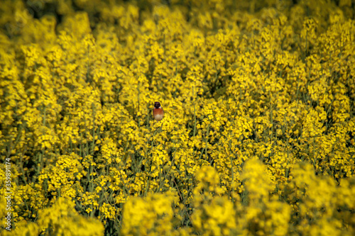 Raps im Frühjahr steht mit dem typischen Gelb in voller Blüte