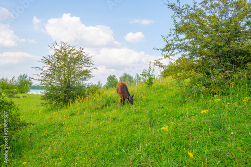 Cows in a green grassy meadow along the edge of a lake below a blue sky in sunlight in summer photo