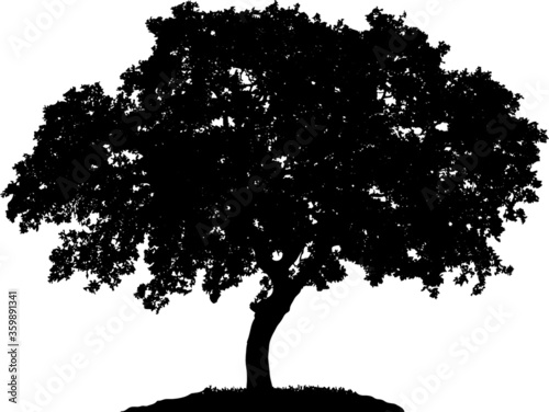 Tree silhouette on white background. Vector illustration