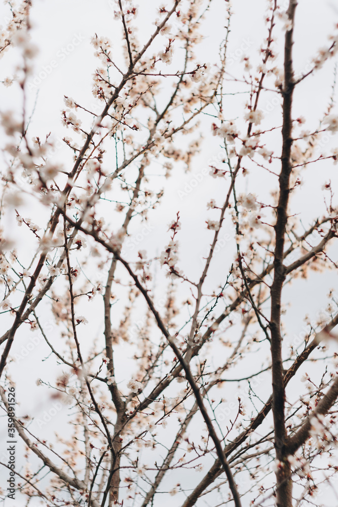 Spring white flowers on a branch without leaves Spring white flowers on a branch without leaves