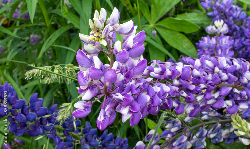 Blue delphinium flowers on an open city beach Blue delphinium flowers on an open city beach