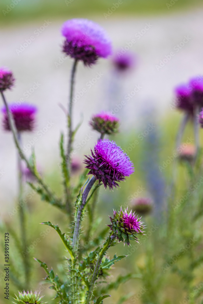 Carduus nutans. Bright purple prickly inflorescence of a weed plant on a blurred green background. Close-up Carduus nutans. Bright purple prickly inflorescence of a weed plant on a blurred green background. Close-up