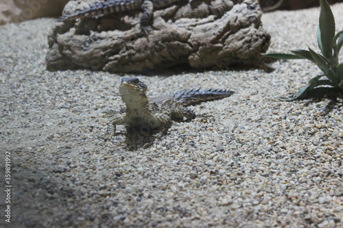 Steppe Agama, Trapelus sanguinolentus nature desert habitat Asiation part on Russia and Kazakhstan. photo