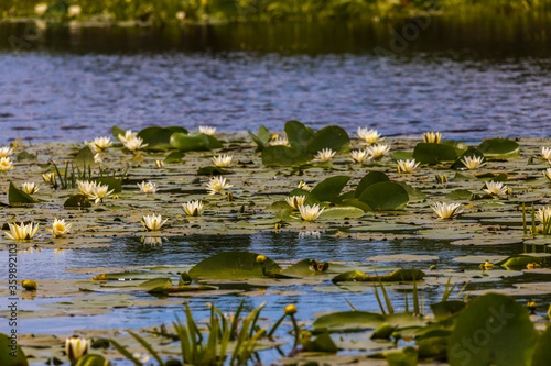 Beautiful lily (Nymphaea alba) on the Danube Delta, Romania