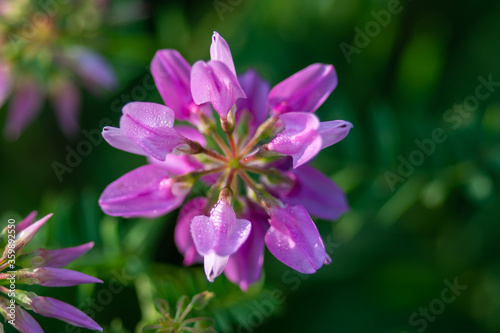 close up of purple flower