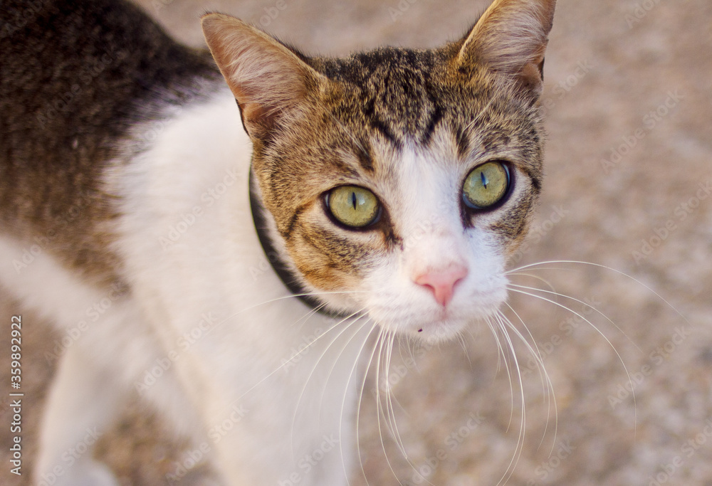 face of a stray cat, close up - Shallow depth of field