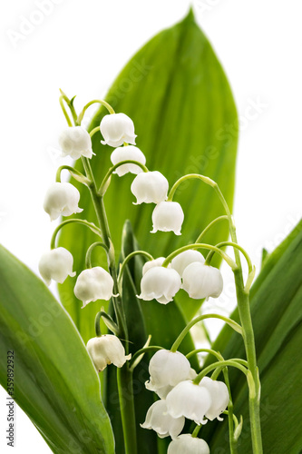 Fototapeta Naklejka Na Ścianę i Meble -  Beautiful bouquet of lilies of the valley flowers, Convallaria Majalis, with green leaves isolated on white background. Closeup