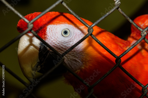 Beautiful Red Parrot in captivity