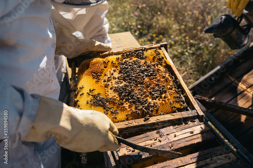 Beekeepers working to collect honey. Organic beekeeping concept. © ManuPadilla