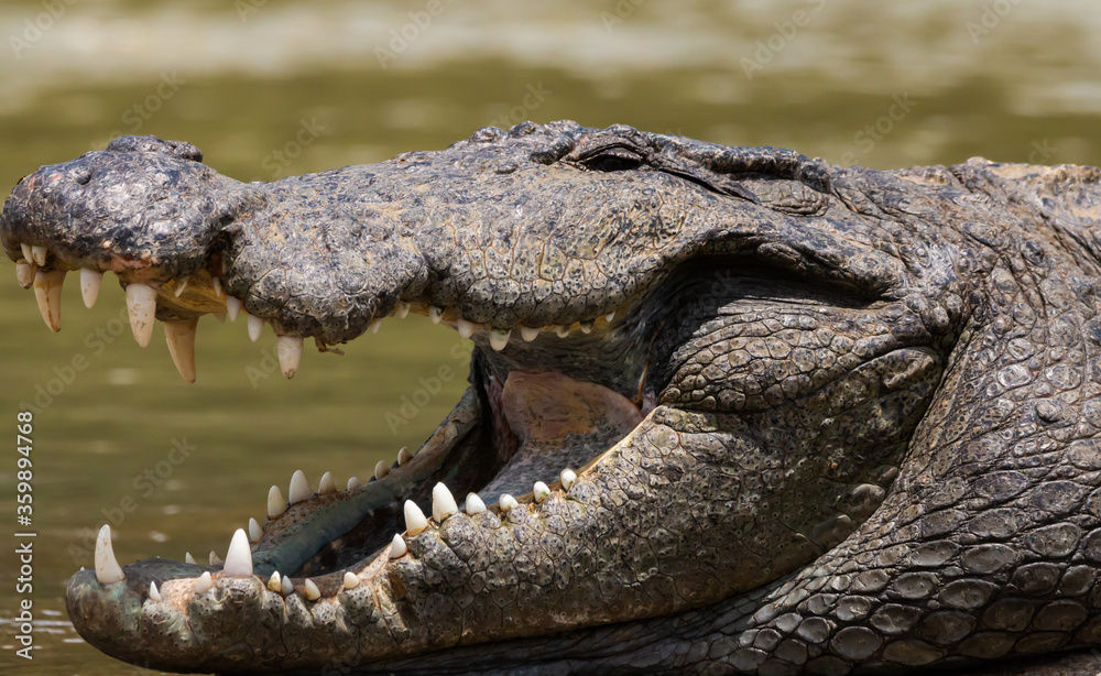 Fototapeta premium a big Crocodile close up