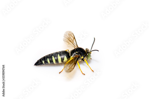 Male Sand Wasp (Bicyrtes quadrifasciatus) on white background photo
