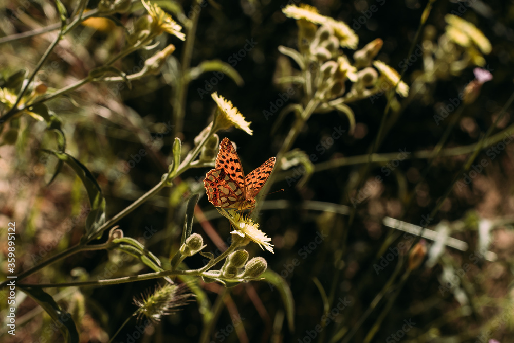 Butterfly on a flower Butterfly on a flower