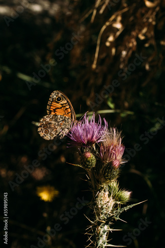 Close up view of beautiful butterfly on a flower. 