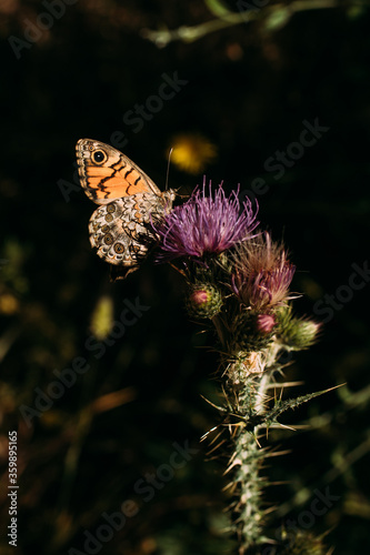 Close up view of beautiful butterfly on a flower. 