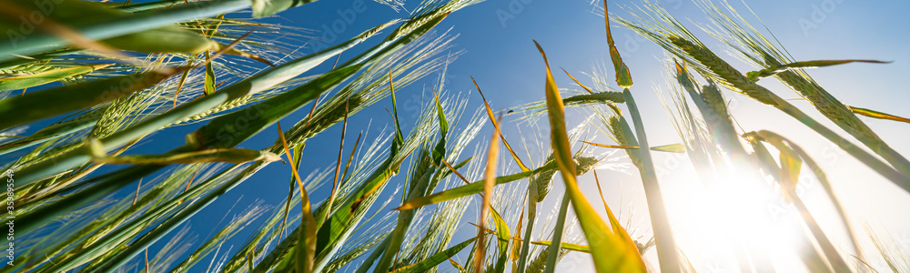 Looking up through wheat stems - obrazy, fototapety, plakaty 