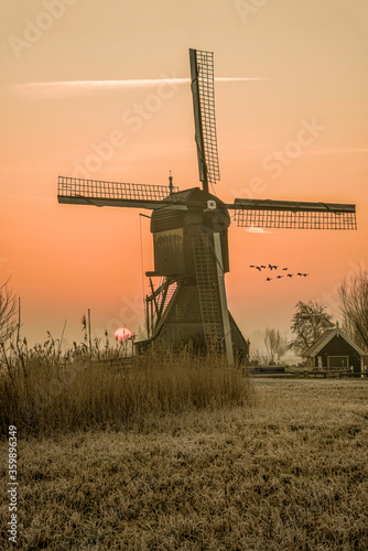 Geese flying on a typical Dutch rural landscape with windmill silhouettes at the early morning sunrise in Netherlands