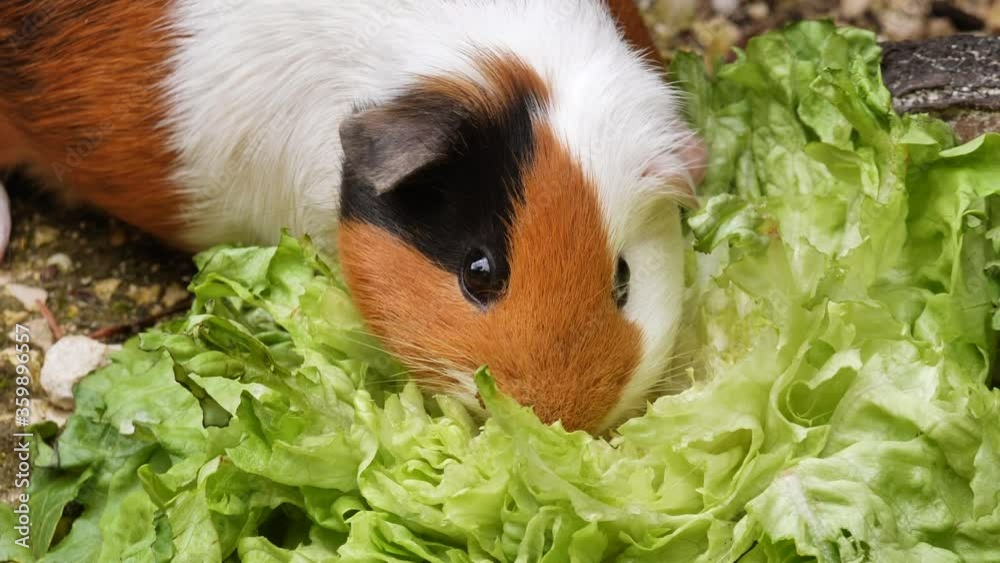 Cute guinea pig chewing green salad outdoors in garden,static macro view Cute guinea pig chewing green salad outdoors in garden,static macro view
